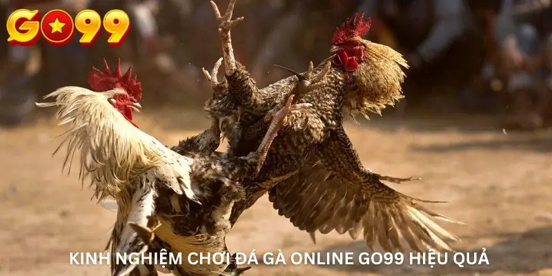 Kinh Nghiệm Chơi Đá Gà Online Go99 Hiệu Quả