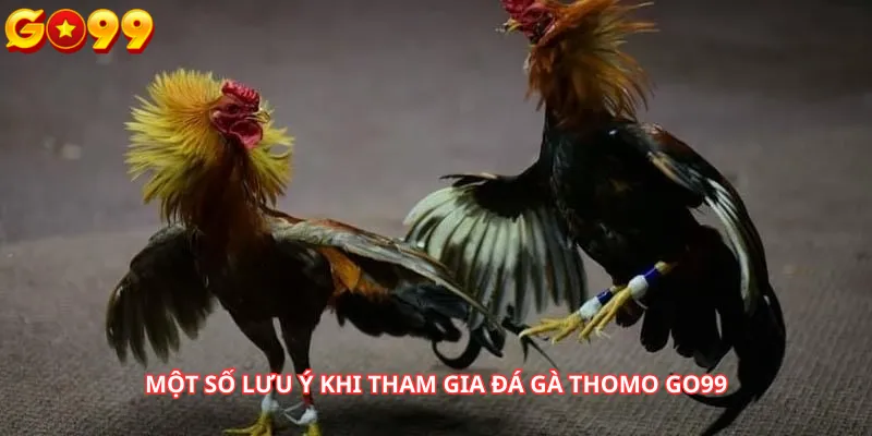 Một số lưu ý khi tham gia Đá Gà Thomo Go99