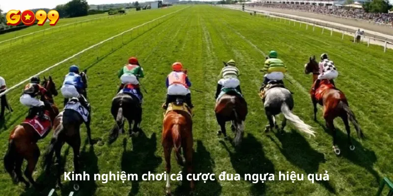 Kinh nghiệm chơi cá cược đua ngựa hiệu quả